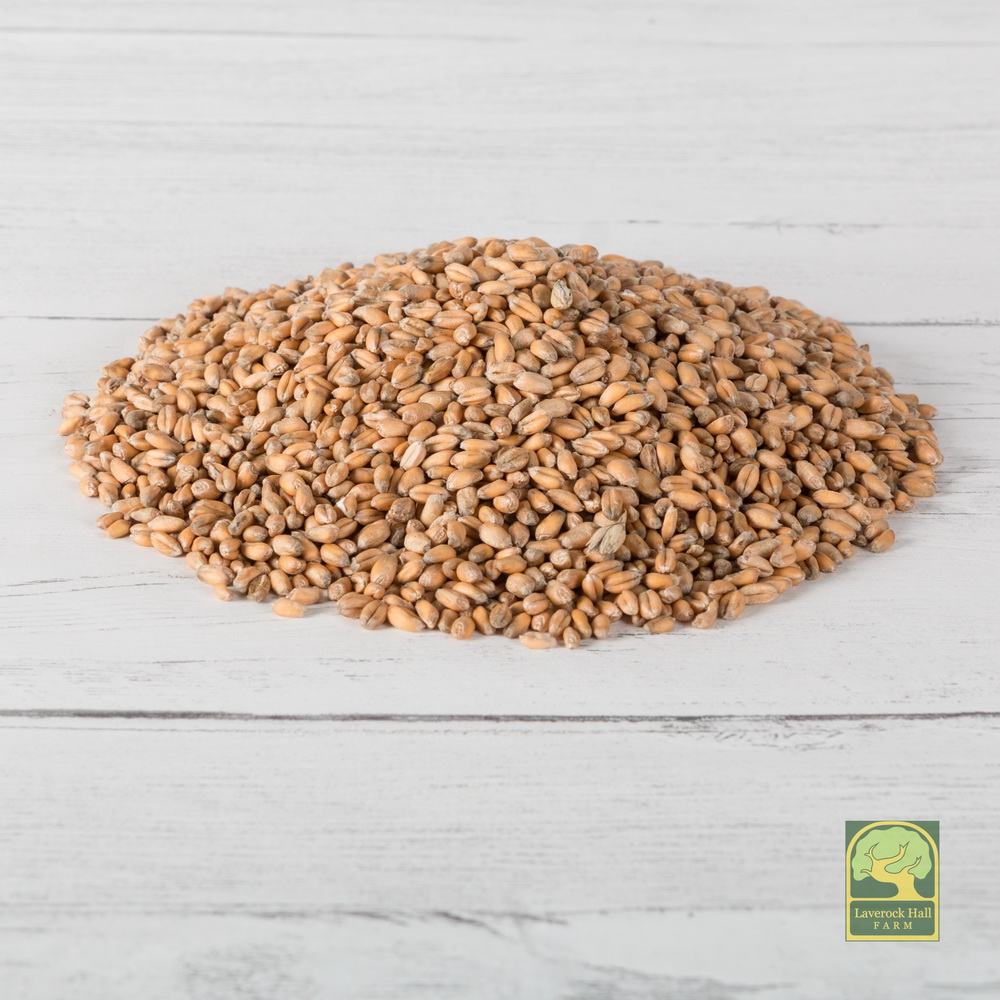 Laverock Bird food - Wheat-1